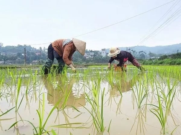 Nằm mơ thấy cấy lúa có ý nghĩa gì?