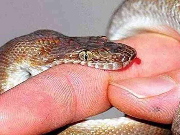 Nằm mơ thấy rắn cắn vào tay
