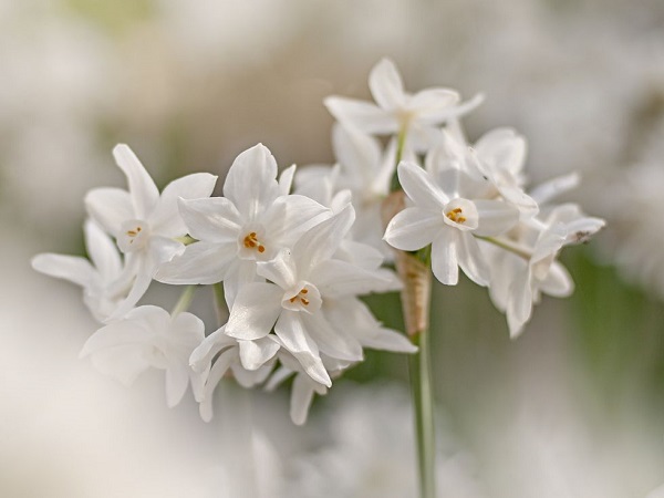 Mơ thấy hoa màu trắng tốt hay xui đánh con gì sớm phát tài?