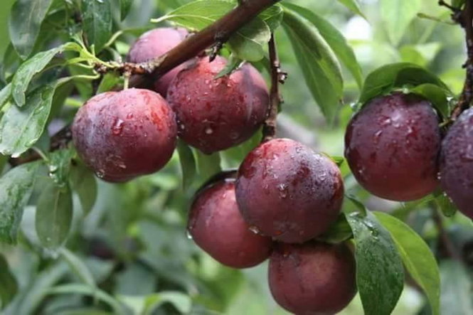 Điềm lành hay xui xẻo đang đến khi mơ thấy quả mận?