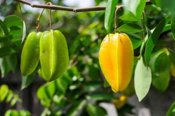 Tài lộc có đến khi bất ngờ mơ thấy quả khế không?