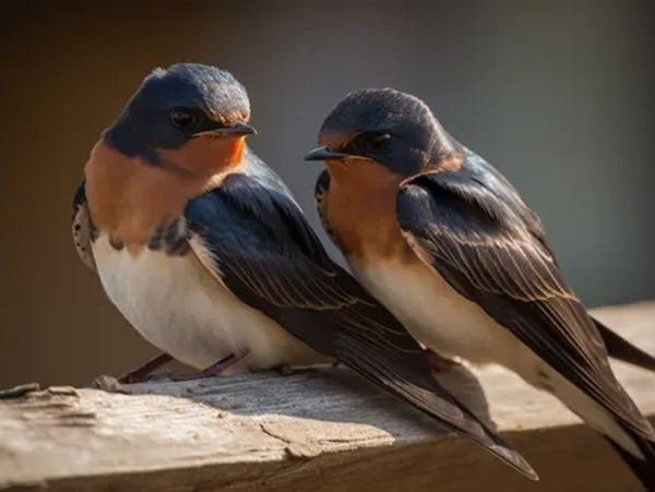 Giải mã ý nghĩa thú vị khi nằm mơ thấy 2 con chim