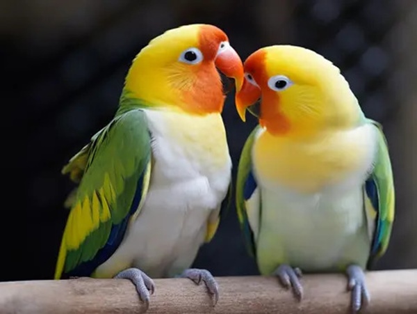 Giải mã ý nghĩa thú vị khi nằm mơ thấy 2 con chim