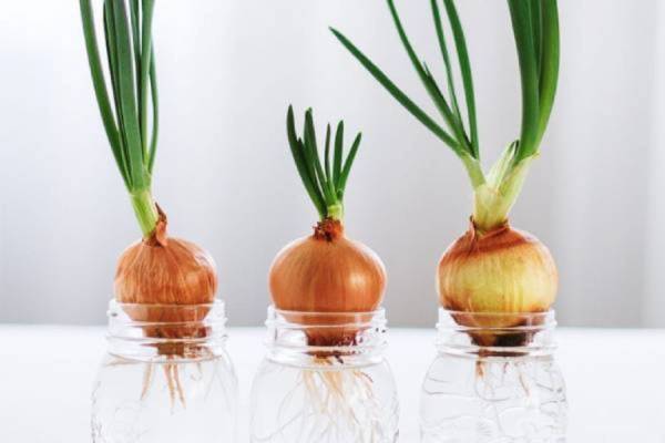 Nằm mơ thấy củ hành là may mắn hay rủi ro đang tới?