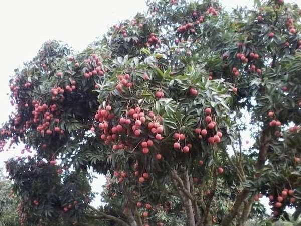 Nằm mơ thấy trèo cây thể hiện thông điệp gì?