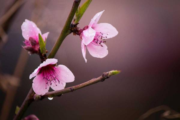 Tại sao giấc mơ thấy hoa đào thường gắn liền may mắn?