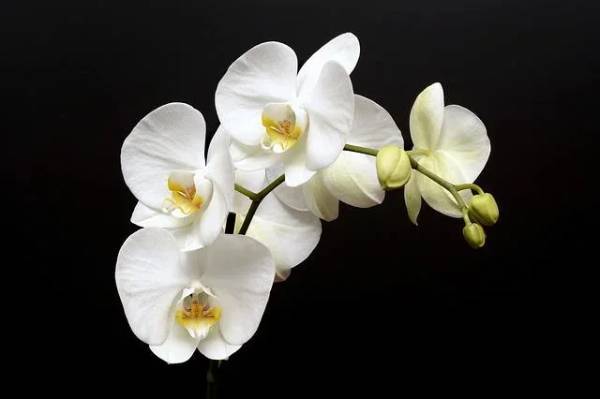 Mơ thấy hoa lan báo hiệu sự nghiệp thăng tiến ra sao?