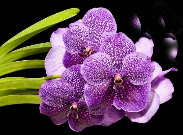 Mơ thấy hoa lan báo hiệu sự nghiệp thăng tiến ra sao?