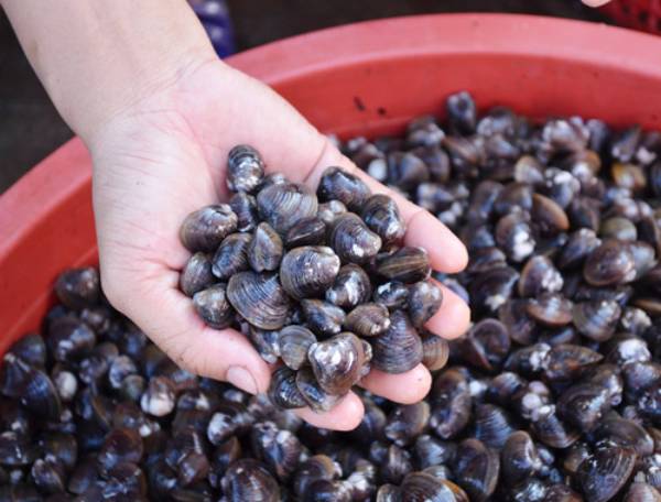 Giấc mơ thấy con hến có mở ra cánh cửa tài lộc không?