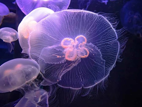 Ngủ mơ thấy con sứa nhắc nhở cần chú ý điềm gì? 