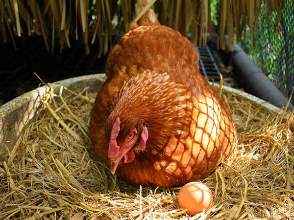 Nằm mơ thấy gà đẻ trứng là điềm báo gì sắp xảy ra?