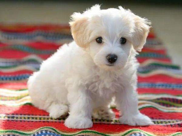 Nằm mơ thấy chó trắng quấn quýt là điềm gì? Xui hay may?