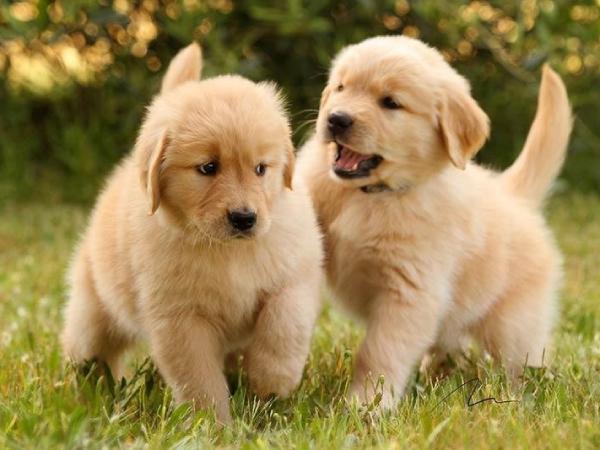 Những thông điệp bí ẩn qua giấc chiêm bao thấy chó vàng