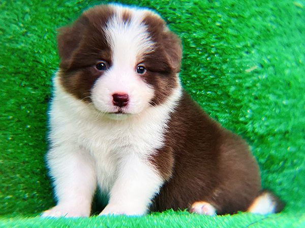 Giấc mơ thấy chó là điềm gì có thông điệp gì đặc biệt