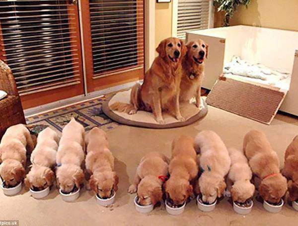 Mộng thấy đàn chó con vào nhà