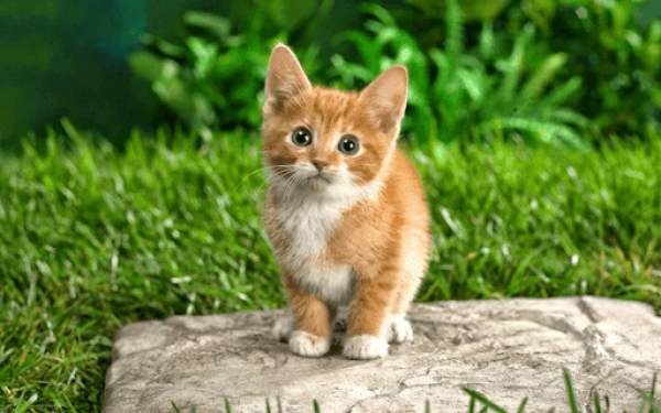 Chiêm bao thấy mèo con bị lạc hoặc đi lạc