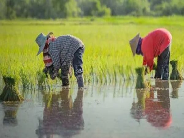 Nằm mơ thấy cấy lúa có ý nghĩa gì và số gì may hôm nay