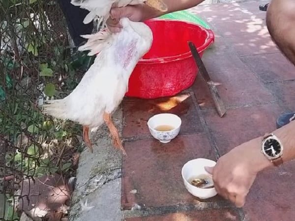 Giải mã chi tiết từng trường hợp mơ thấy cắt tiết vịt