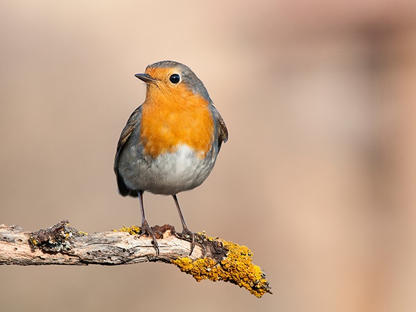 Nằm mơ thấy chim non là điềm gì, con gì số gì may mắn?