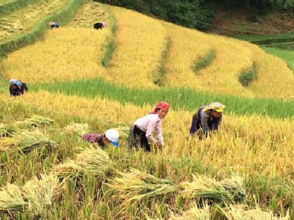 Nằm mơ thấy cắt lúa chín là hên hay xui?