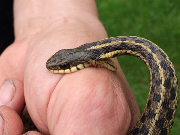 Nằm mơ thấy người khác bị rắn cắn là điềm gì, số nào may?