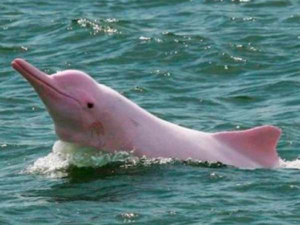 Ý Nghĩa Cá Heo Trong Dân Gian Ý Nghĩa Cá Heo Trong Dân Gian