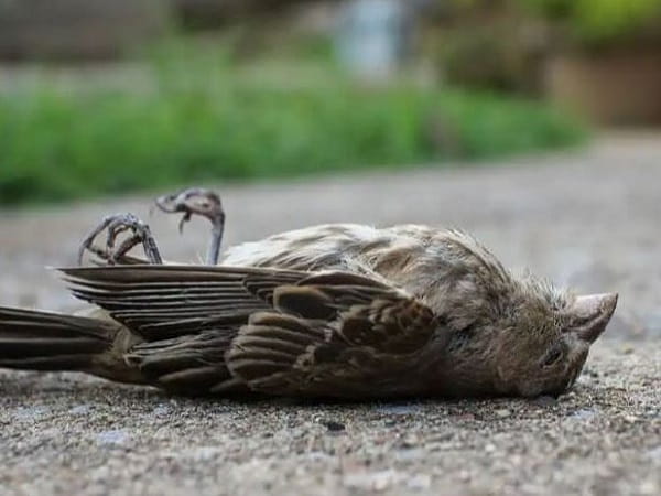 Bật mí chim chết số mấy cùng ý nghĩa và con số liên quan