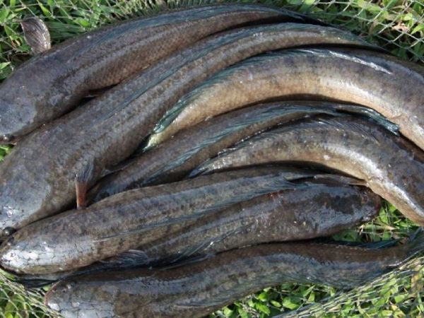 Con cá lóc số mấy ý nghĩa theo phong thủy đời sống