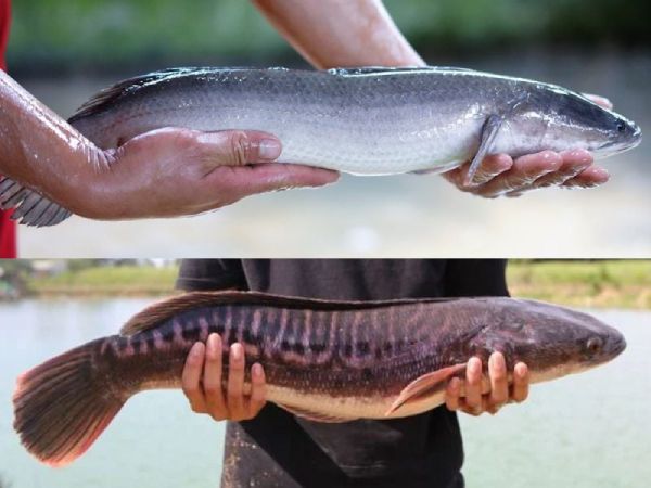 Con cá lóc số mấy ý nghĩa theo phong thủy đời sống