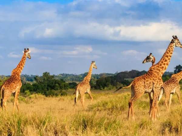 Tìm hiểu con hươu số mấy, là số gì và có ý nghĩa gì?