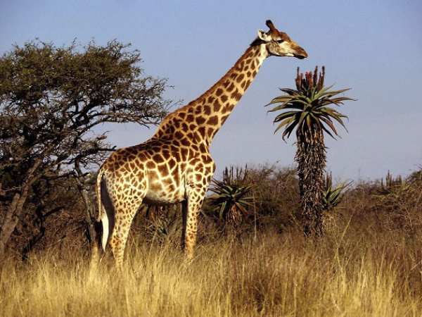 Ý nghĩa của con hươu trong văn hóa – biểu tượng mang năng lượng gì?